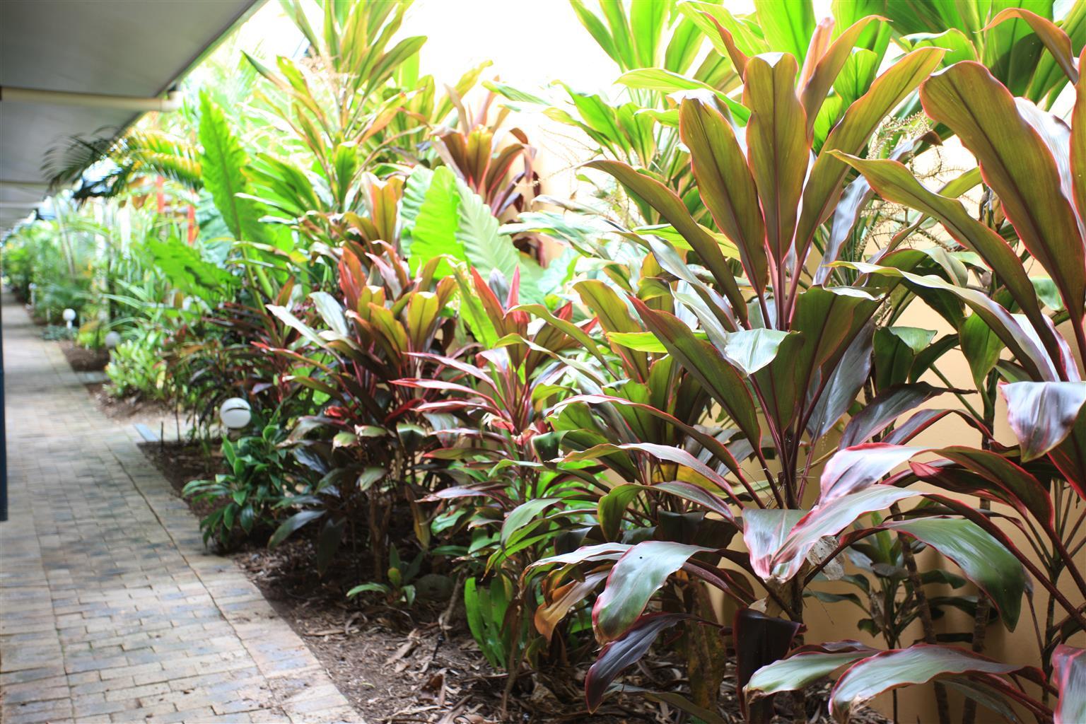 Lazy Lizard Motor Inn Port Douglas Ngoại thất bức ảnh